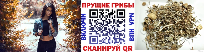 продажа наркотиков  Никольск  Галлюциногенные грибы Psilocybine cubensis 